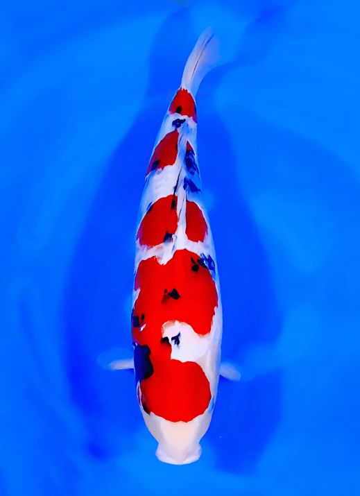 Japanse koi Ogata Sanke Sakai Rokusai + 58 cm Female