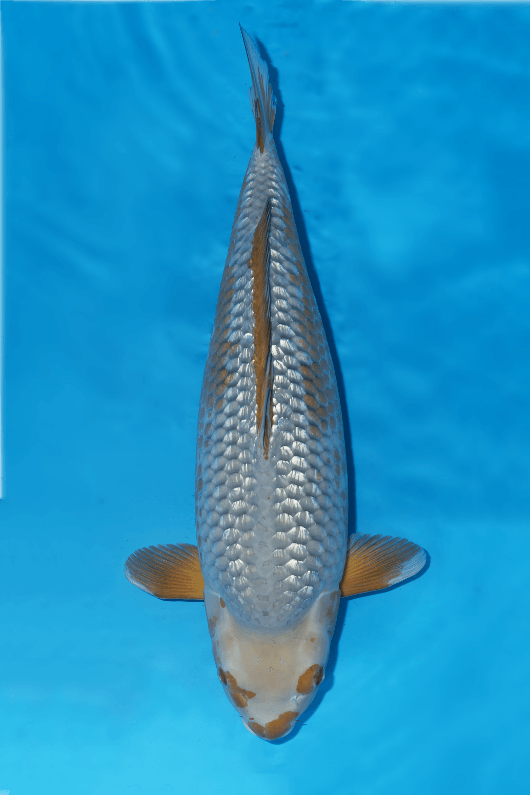Japanse koi Dainichi Ginrin Soragoi Rokusai + 70 cm Female