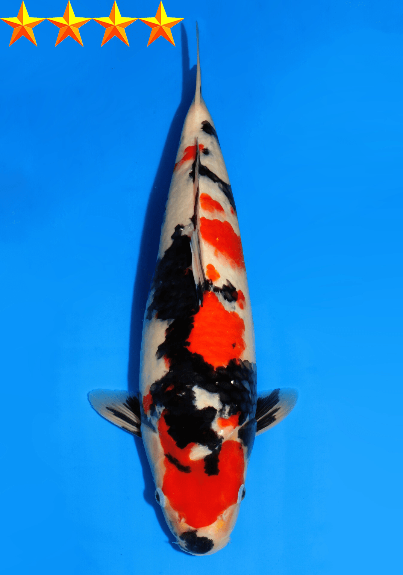 Japanse koi Dainichi Showa SuperMonster Sansai 64 cm Female