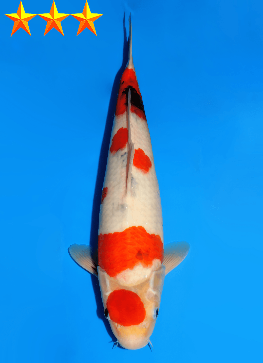 Japanse koi Dainichi Showa MonaLisa Nisai 38 cm Unknown