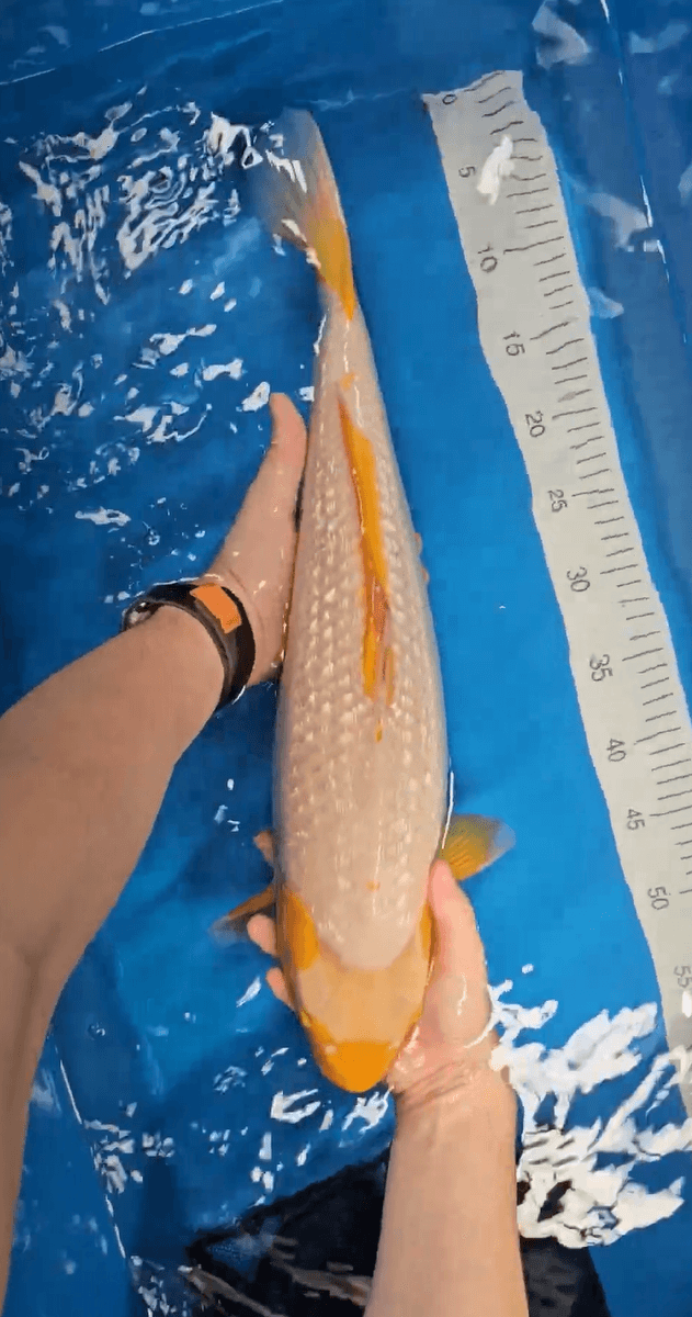 Japanse koi Ikarashi Ginrin Asagi Yonsai 48 cm Female
