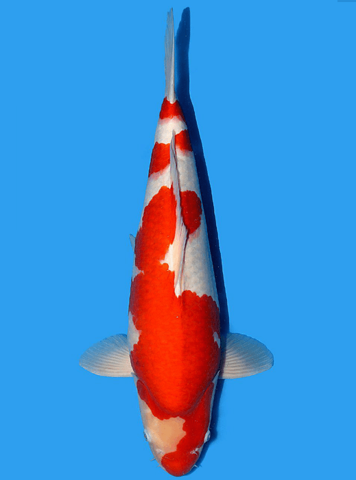 Japanse koi Torazo Kohaku Rokusai + 54 cm Male