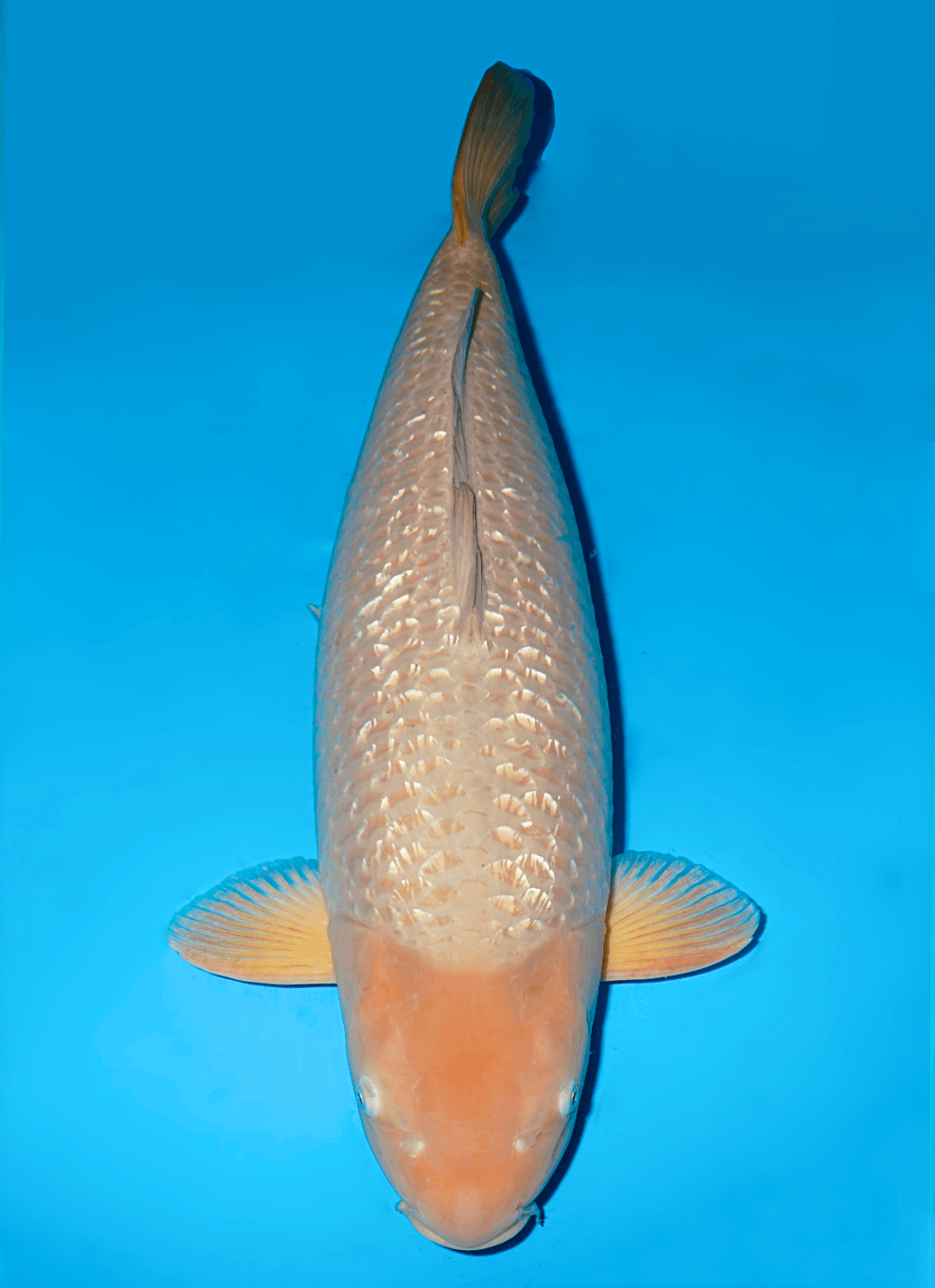 Japanse koi Maruhiro  Ginrin Chagoi Gosai 80cm