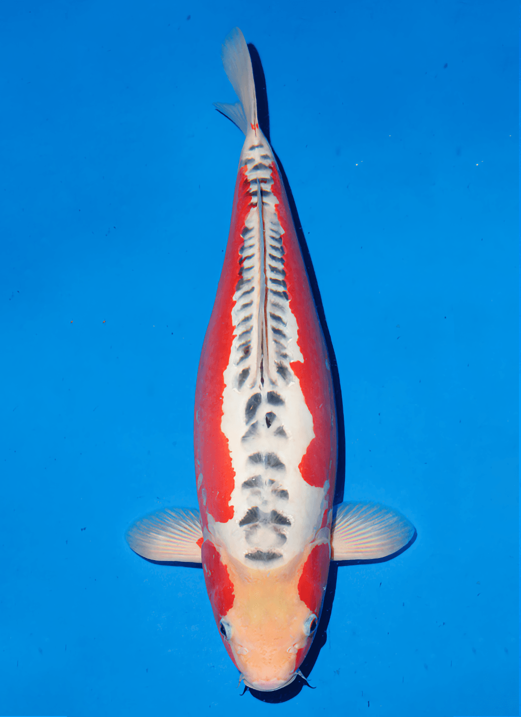 Japanse koi Ogata Doitsu Shusui Tanaka Rokusai + 55 cm Female