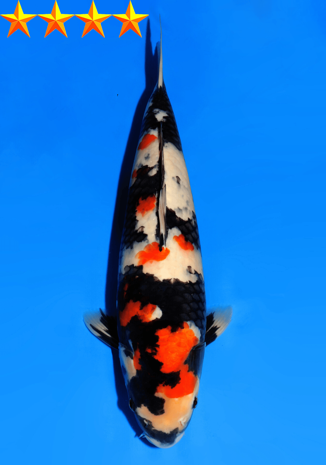 Japanse koi Dainichi Showa SuperMonster Sansai 62 cm Male