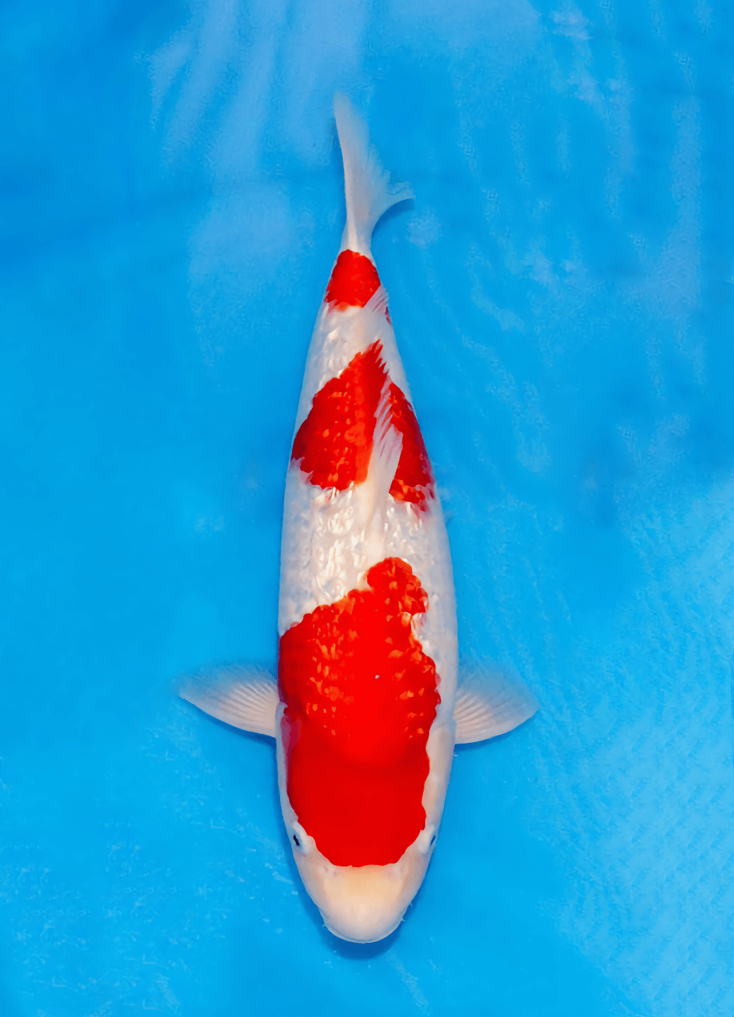 Japanse koi Marushin Ginrin Kohaku Rokusai + 50 cm Male