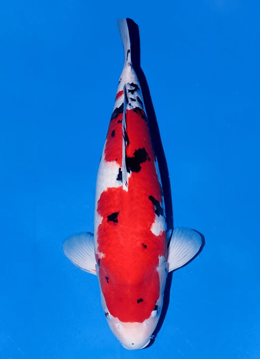 Japanse koi Ogata Sanke Sakai Rokusai + 69 cm Female