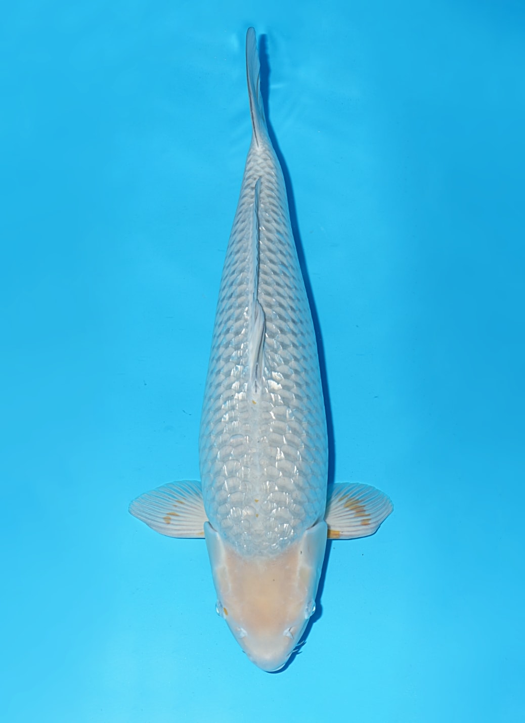Japanse koi Momotaro Ginrin Soragoi Yonsai 63 cm Unknown