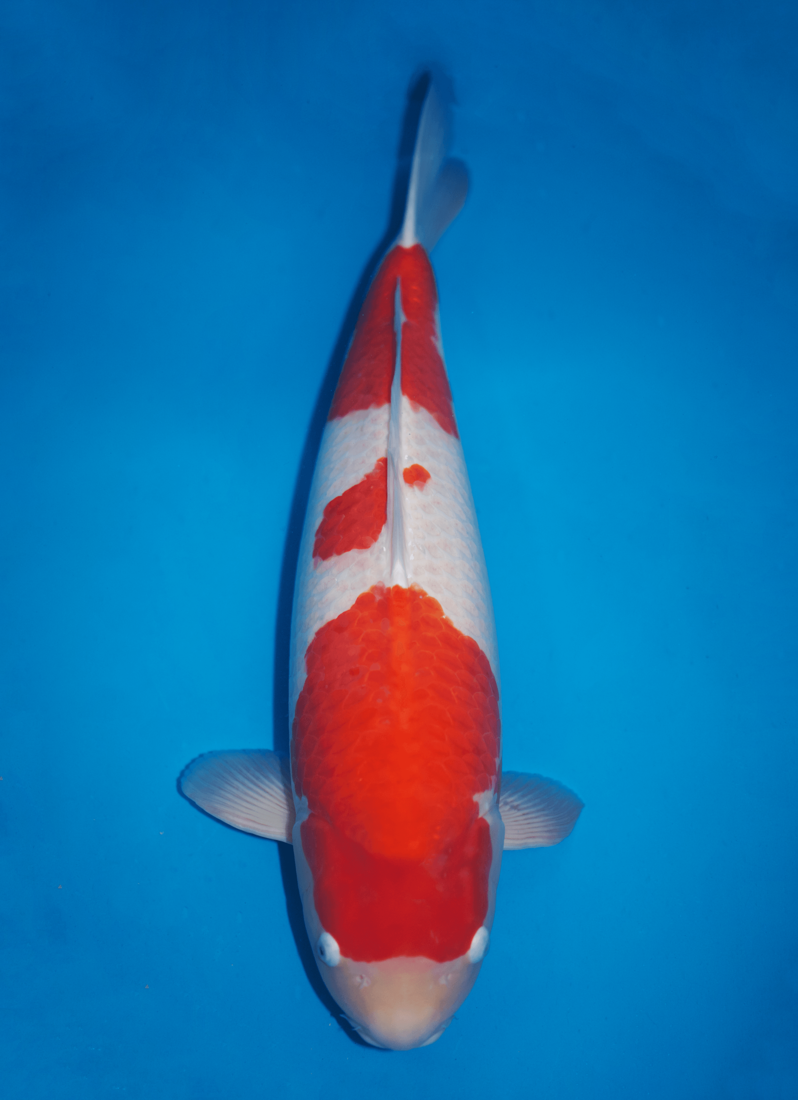 Japanse koi Dainichi Toyota WhiteX  Kohaku Rokusai + 83cm