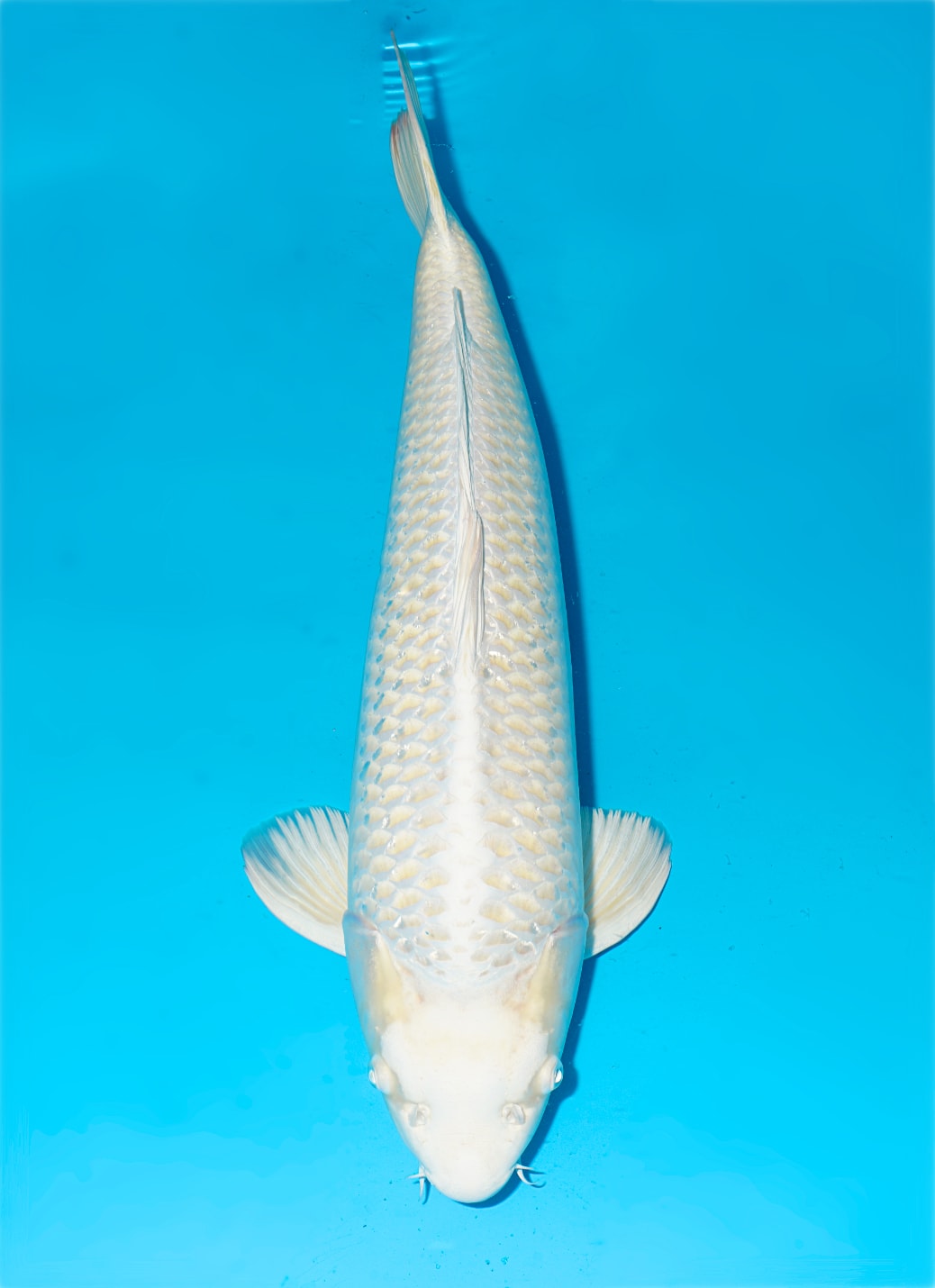 Japanse koi te koop Momotaro Metallic Mukashi Ogon Yonsai 58 cm Male