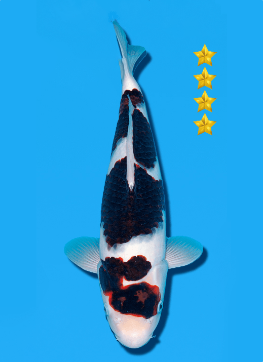 Japanse koi Ogata Goromo BlackBudo Yonsai 40 cm Female