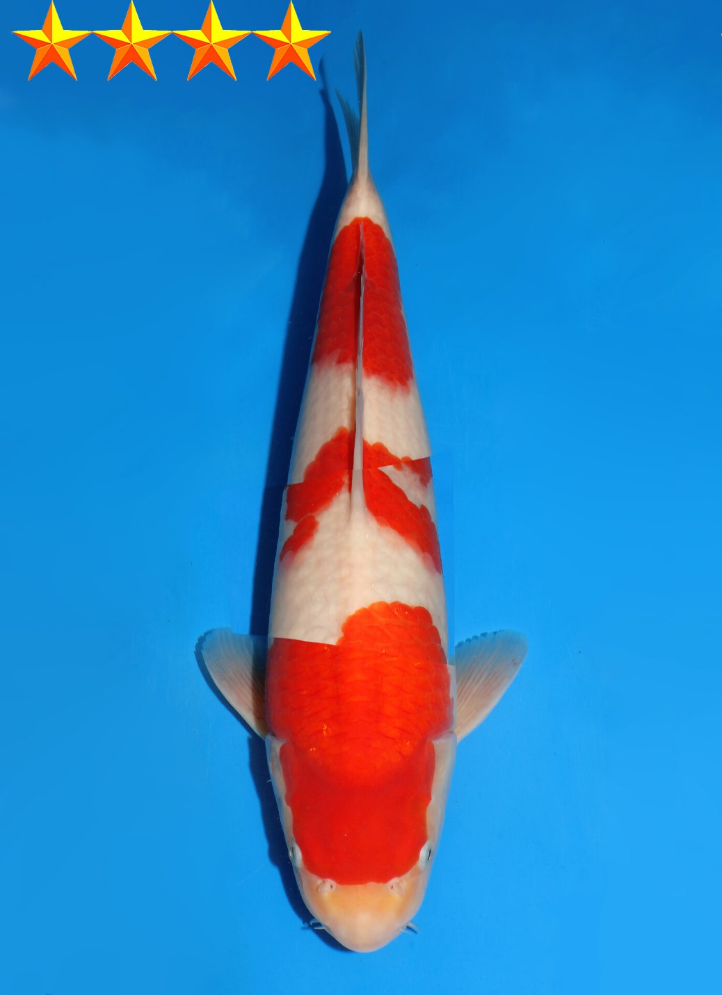 Japanse koi Dainichi WILD  Kohaku Nisai 36cm