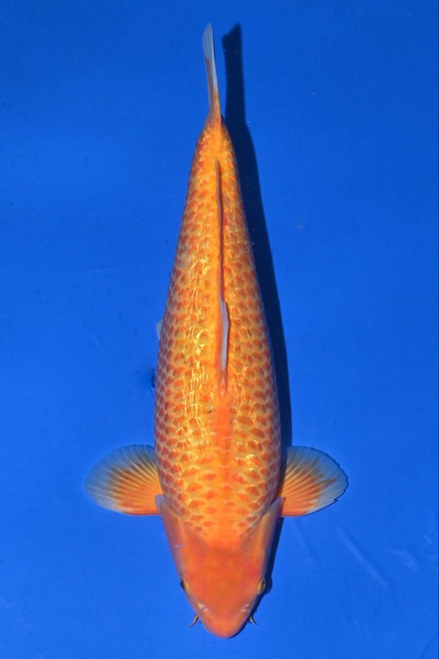 Japanse koi Taniguchi Ginrin Karashigoi Golden Corn Gosai 55 cm Male