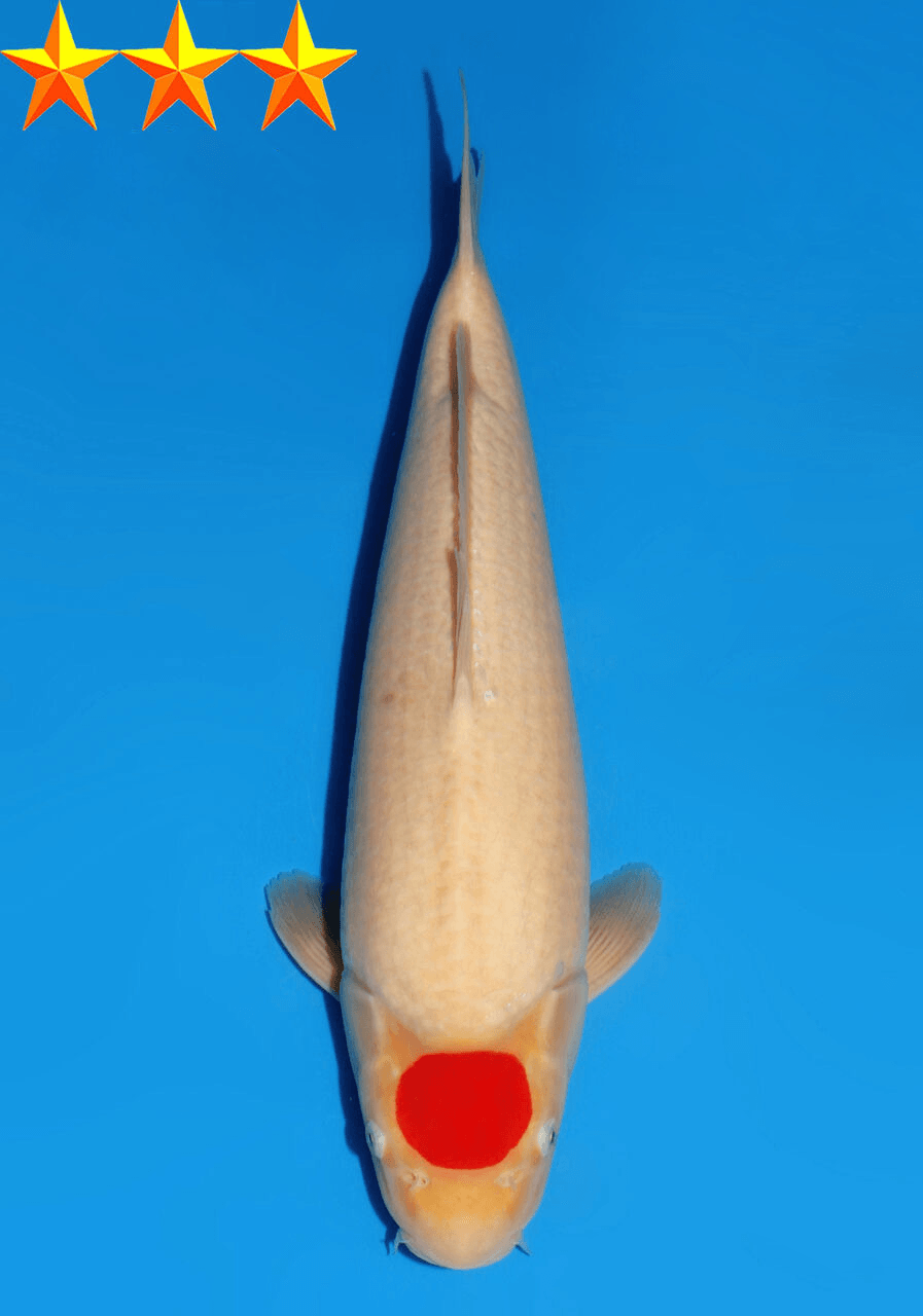 Japanse koi Dainichi RedTiger  Kohaku Sansai 63cm