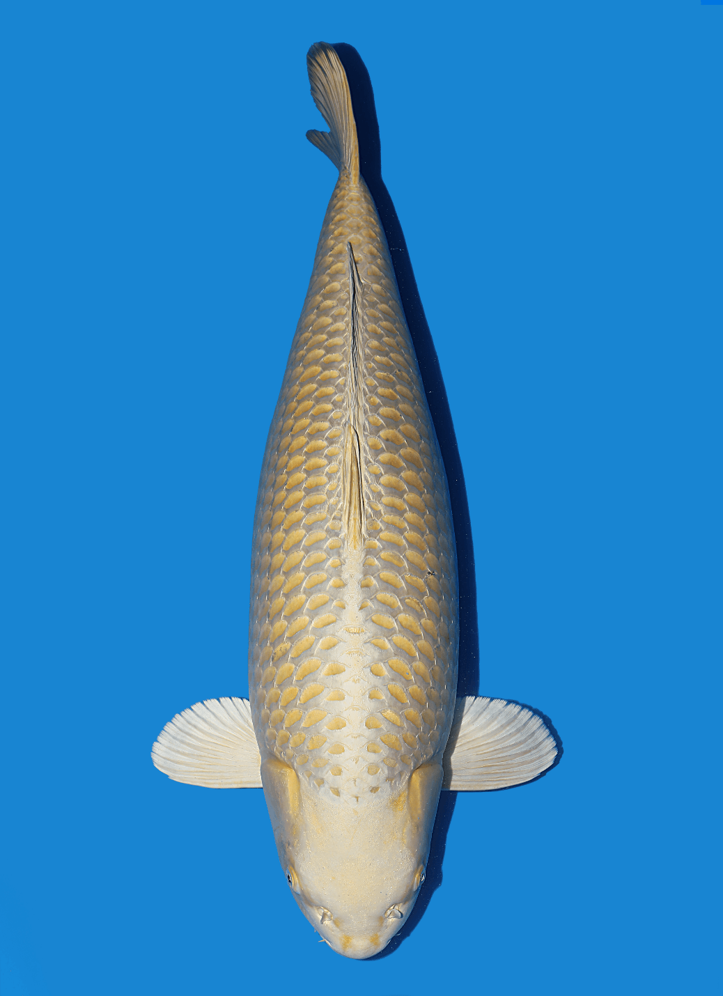 Japanse koi Ikarashi Yamabuki Ogon Rokusai + 72 cm Female