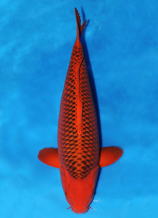 Japanse koi Otsuka Aka-matsuba Rokusai + 64 cm Female