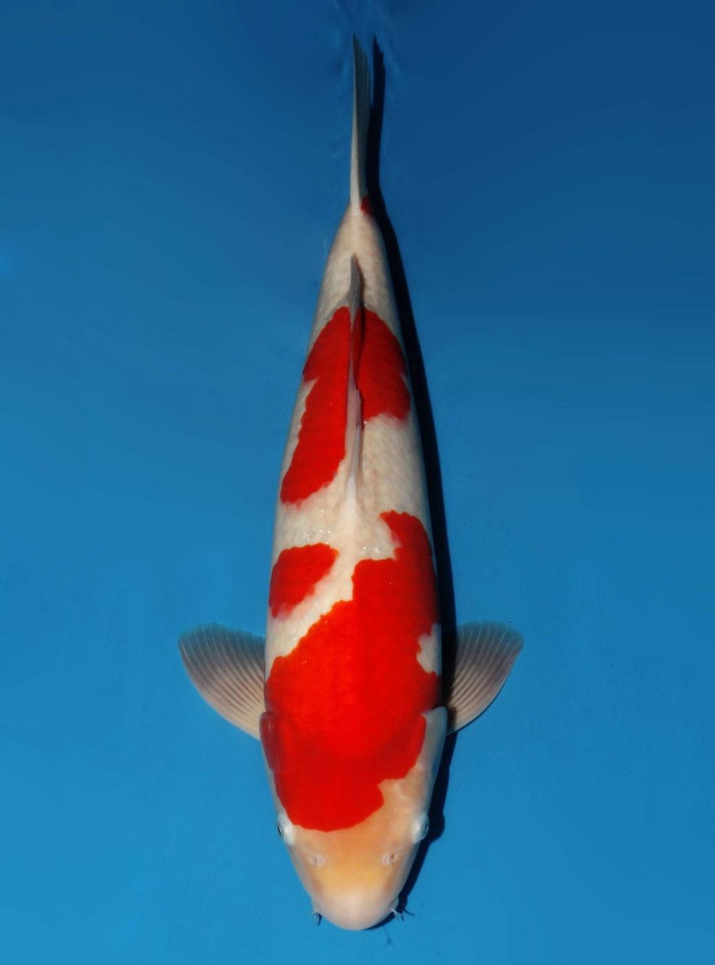 Japanse koi Dainichi Kohaku DSKohaku Rokusai + 58 cm Male