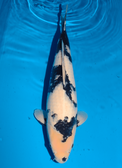 Japanse koi Omosako Shiro-utsuri Black Panda Rokusai + 49 cm Female