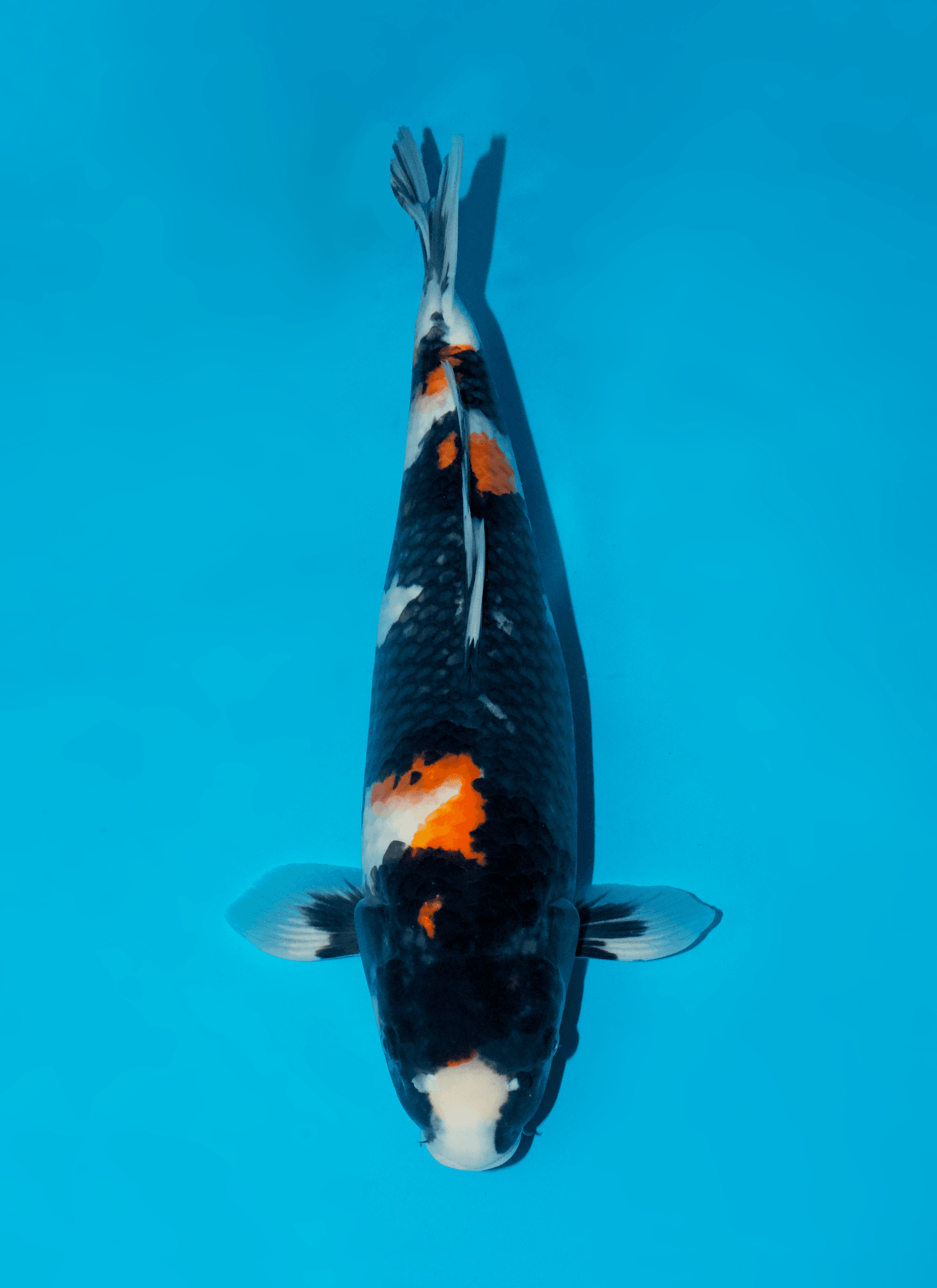 Japanse koi Sakai Fish Farm Showa Sakai Gosai 49 cm Female