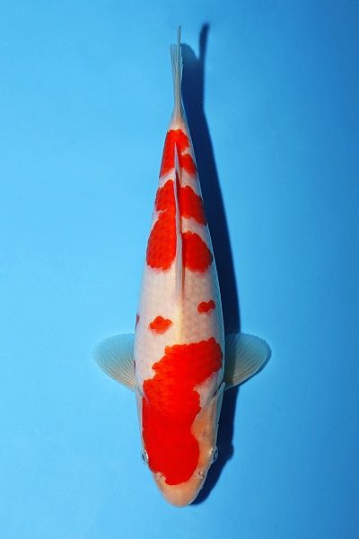 Japanse koi Momotaro Mako  Kohaku Sansai 56cm