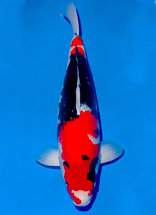Japanse koi Ogata Showa Isa Rokusai + 55 cm Female
