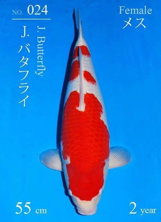 Japanse koi Sakai Fish Farm J. Butterfly  Kohaku Rokusai + 80cm