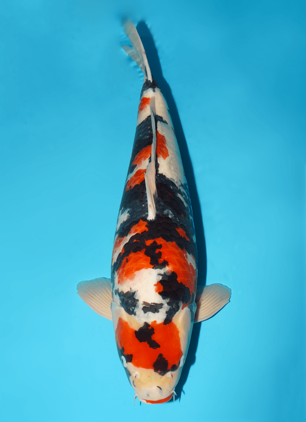 Japanse koi te koop Isa Showa Yonsai 65 cm Male
