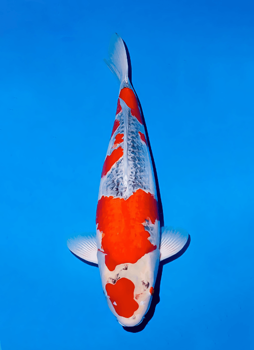 Japanse koi Ogata Goshiki Hosokai Rokusai + 64 cm Female