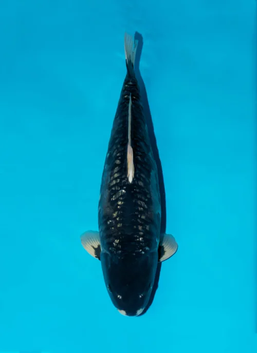 Japanse koi Dainichi Doitsu Soragoi BlackZeus Gosai 60 cm Unknown