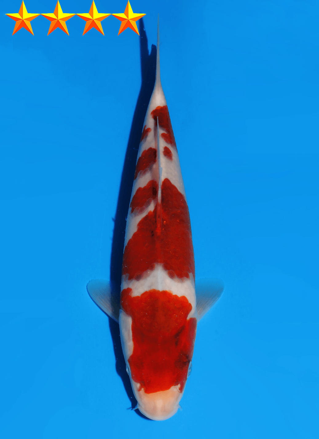 Japanse koi Dainichi Goromo Xkoromo Gosai 21 cm Unknown