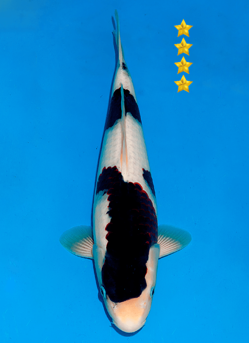 Japanse koi Ogata BlackBudo  Goromo Tosai 37cm