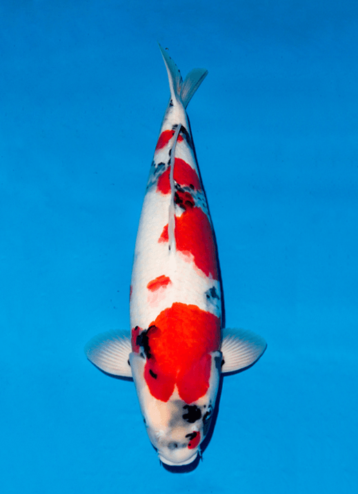 Japanse koi Ogata Showa Isa Rokusai + 67 cm Female