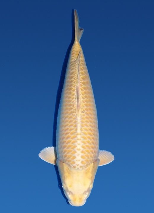 Japanse koi Dainichi Mukashi Ogon Rokusai + 67 cm Female