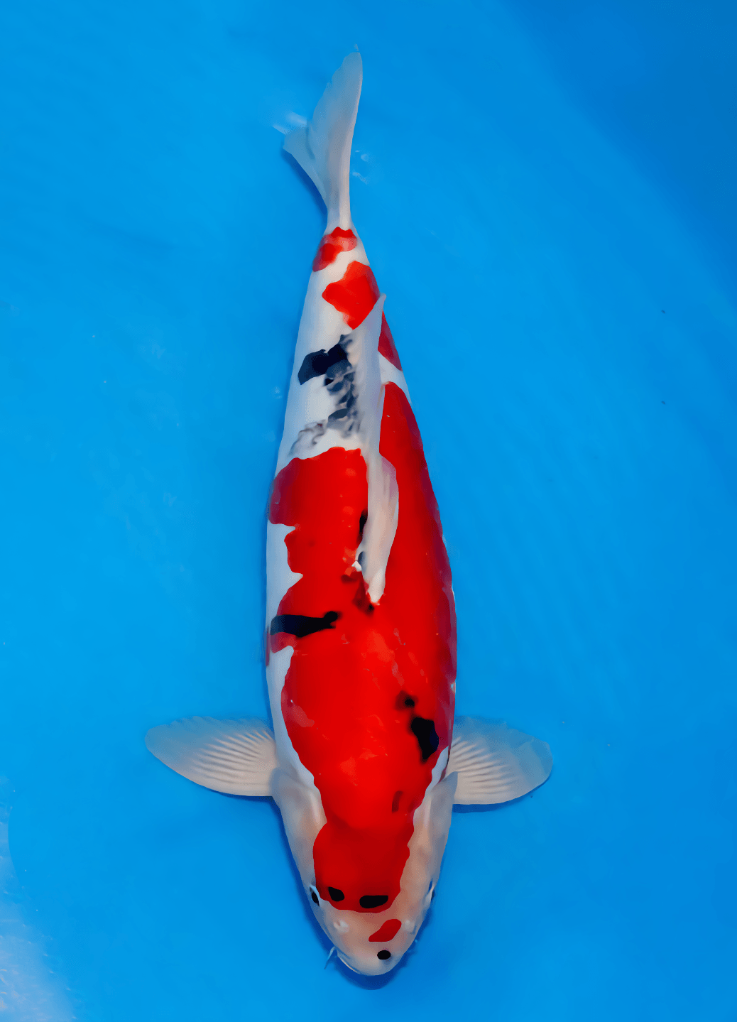 Japanse koi Marushin Doitsu Showa Rokusai + 50 cm Male