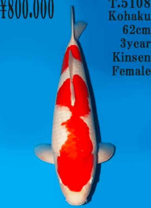 Japanse koi Dainichi Toyota Kohaku Kinsen Rokusai + 73 cm Female