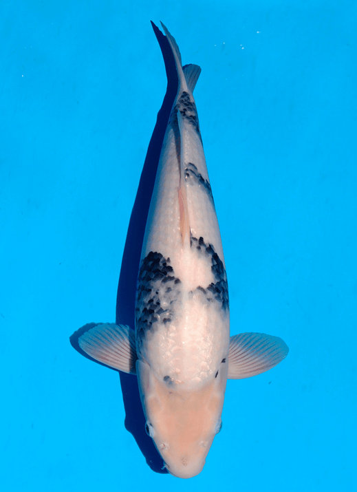 Japanse koi Omosako Panda No3  Shiro-utsuri Rokusai + 72cm