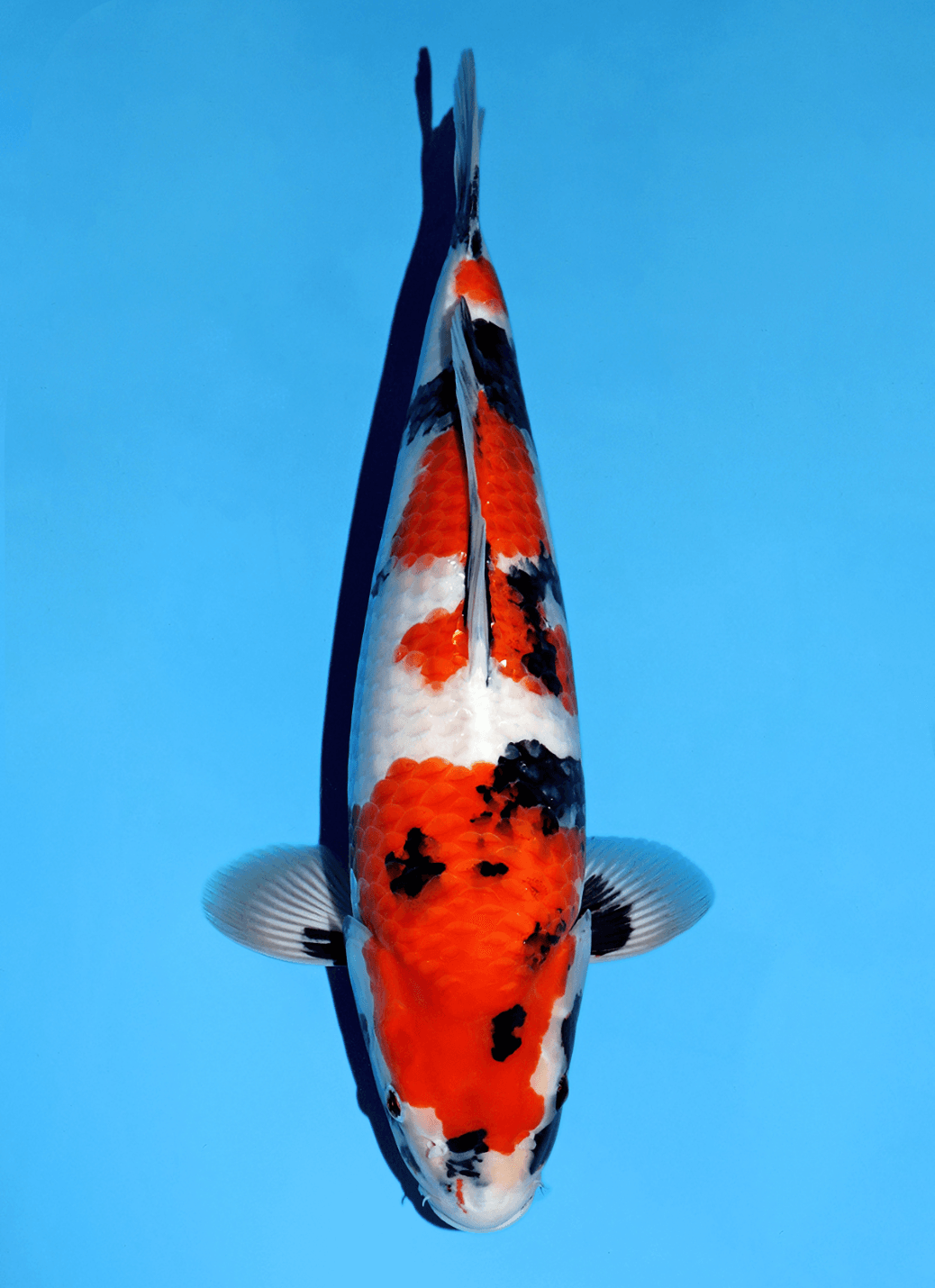 Japanse koi te koop Omosako Showa Super MA Sansai 51 cm Female