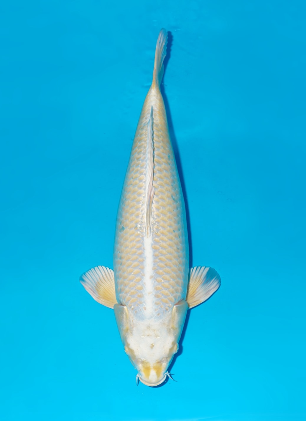 Japanse koi te koop Momotaro Metallic Mukashi Ogon Yonsai 64 cm Female