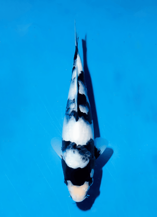 Japanse koi Ogata Shiro-utsuri Omosako Gosai 21 cm Unknown