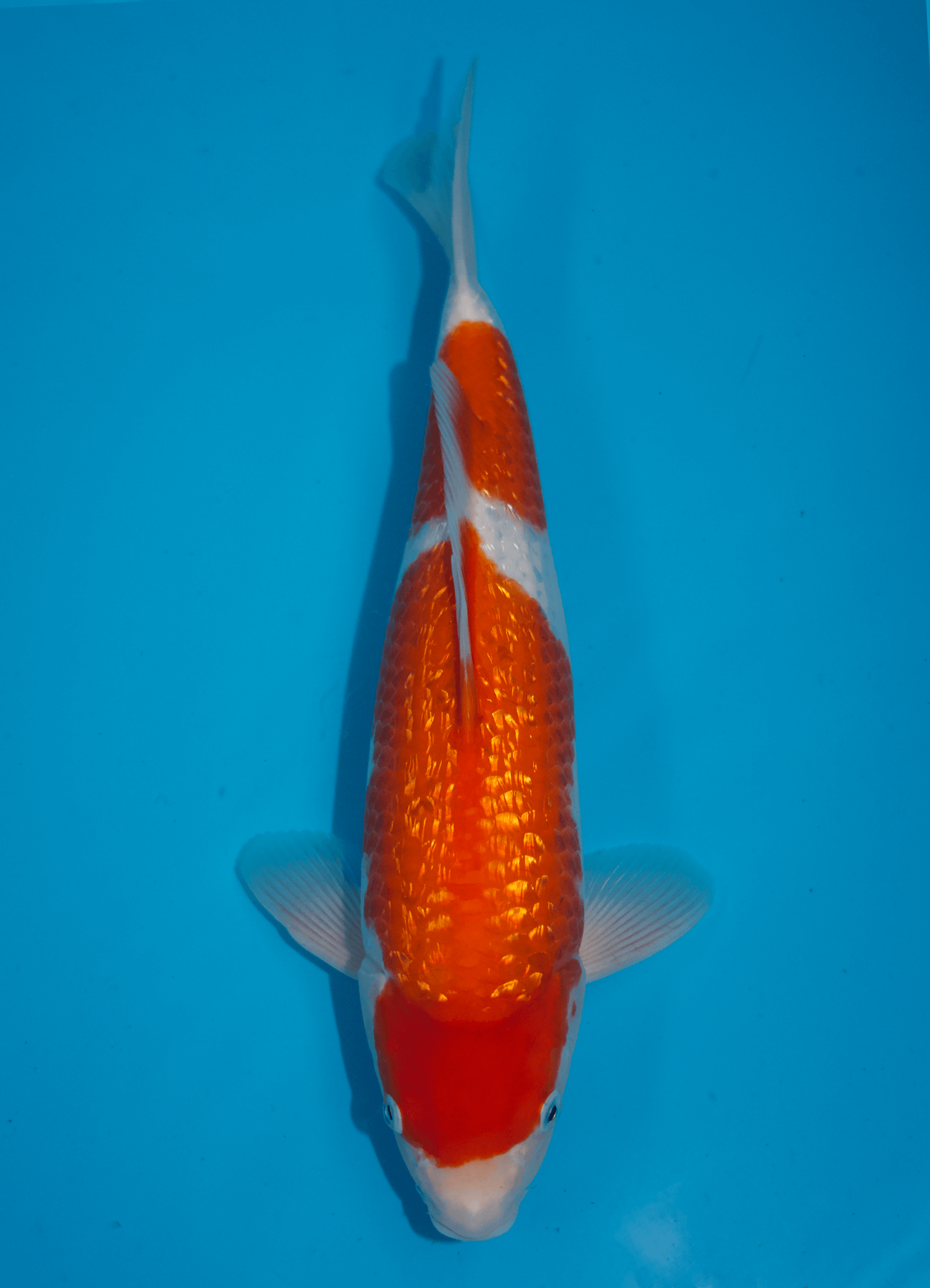 Japanse koi Momotaro Ginrin Kohaku Rokusai + 55 cm Unknown
