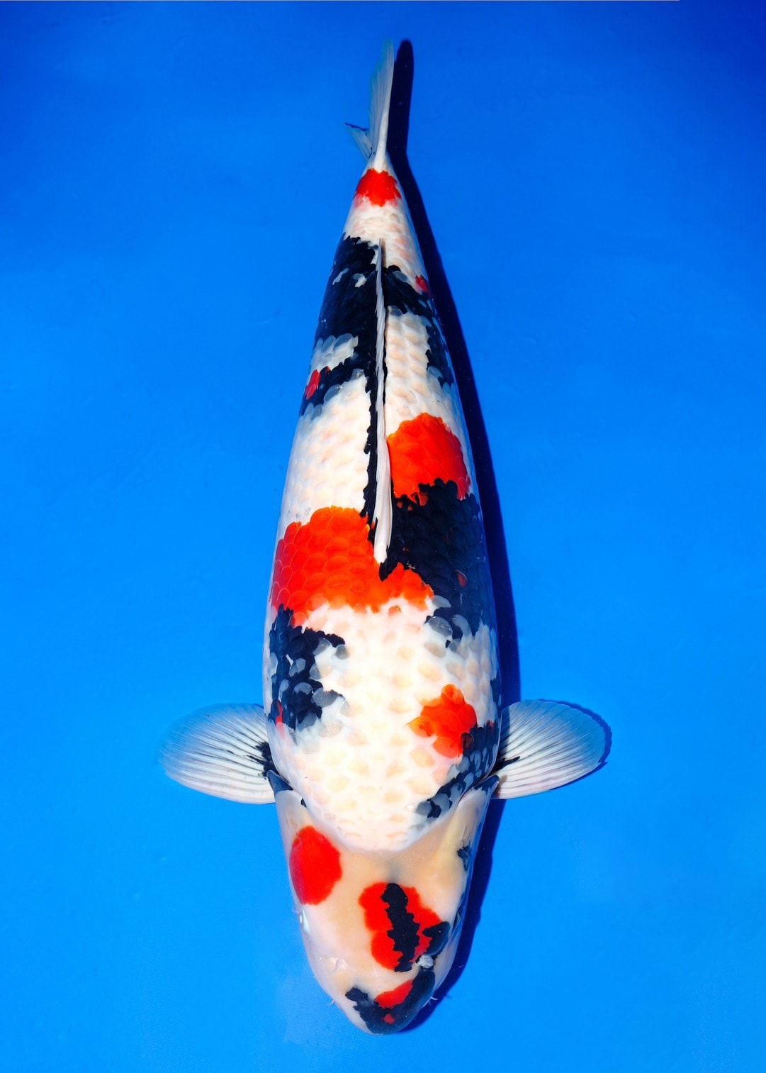 Japanse koi Isa   Showa Yonsai 75cm