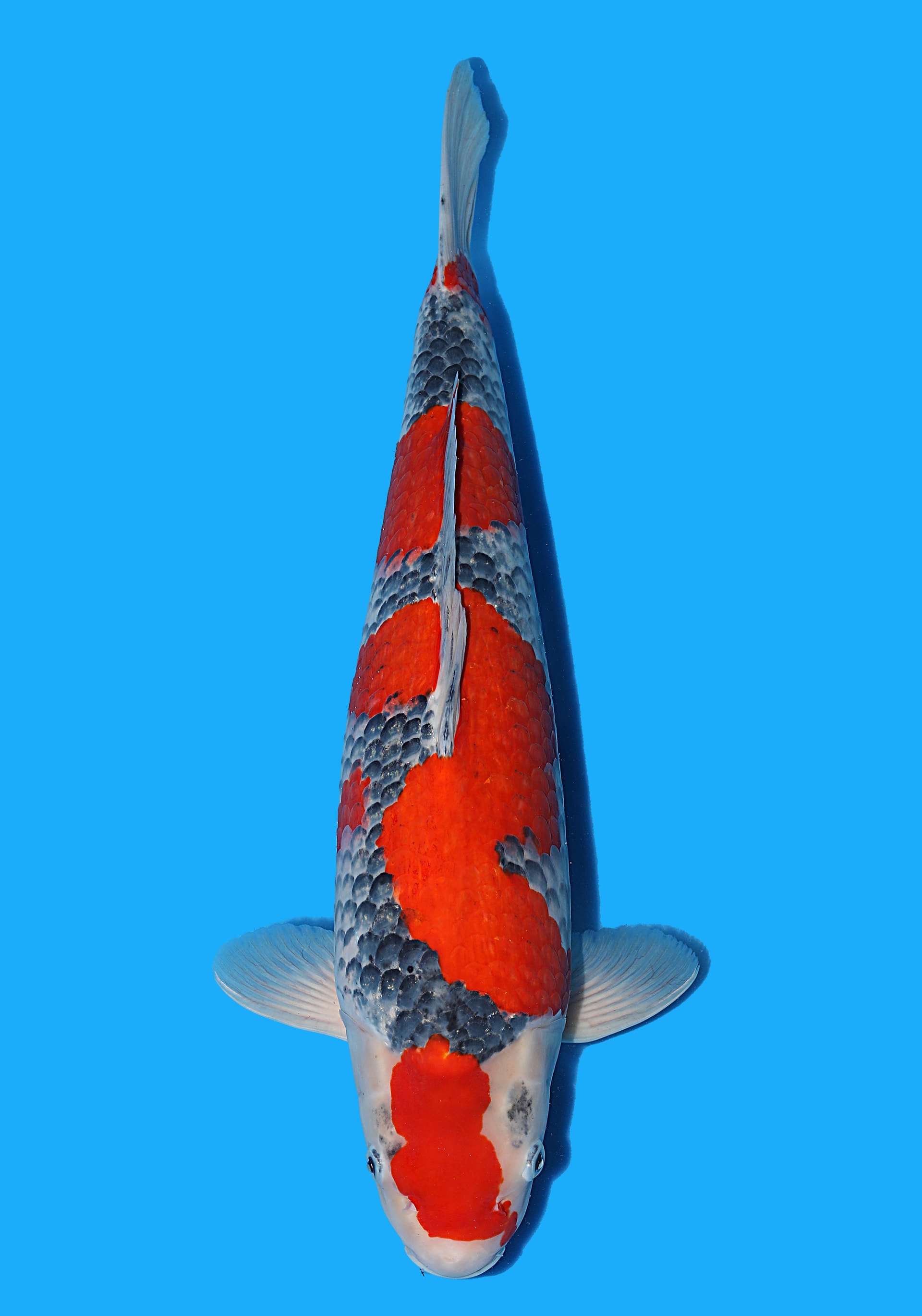 Japanse koi Hiroi Goshiki Rokusai + 51 cm Female