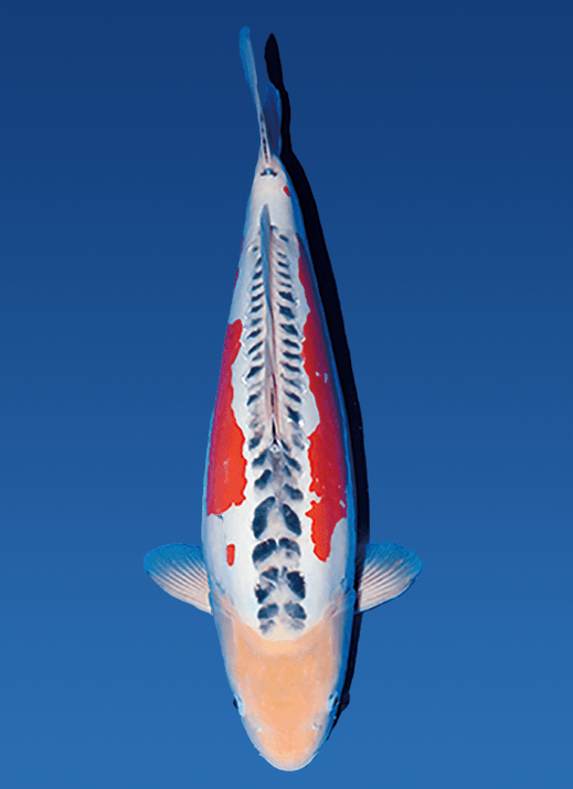 Japanse koi Ogata Doitsu Shusui Tanaka Rokusai + 75 cm Female