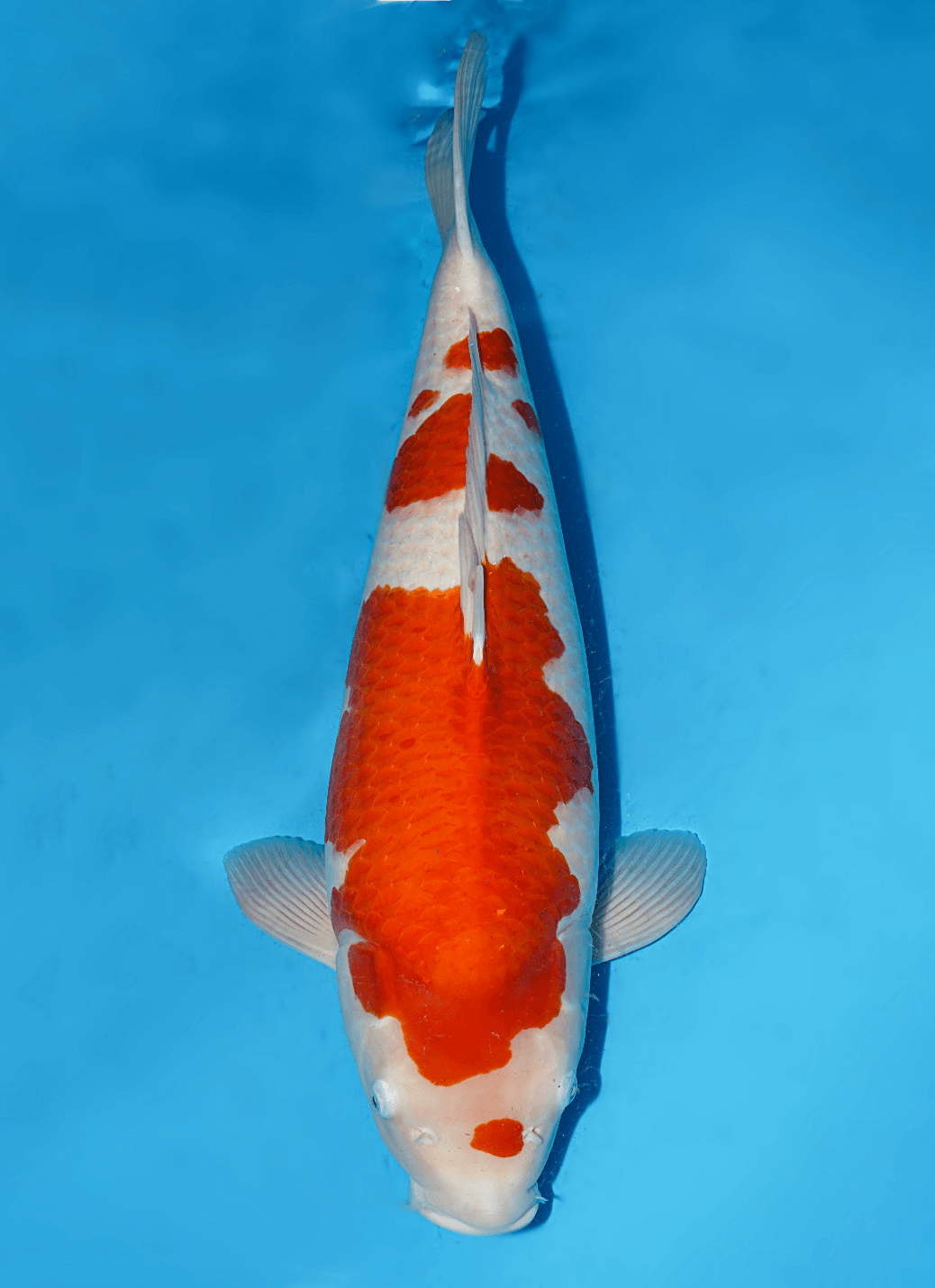 Japanse koi Marudo Kohaku Gosai 71 cm Female