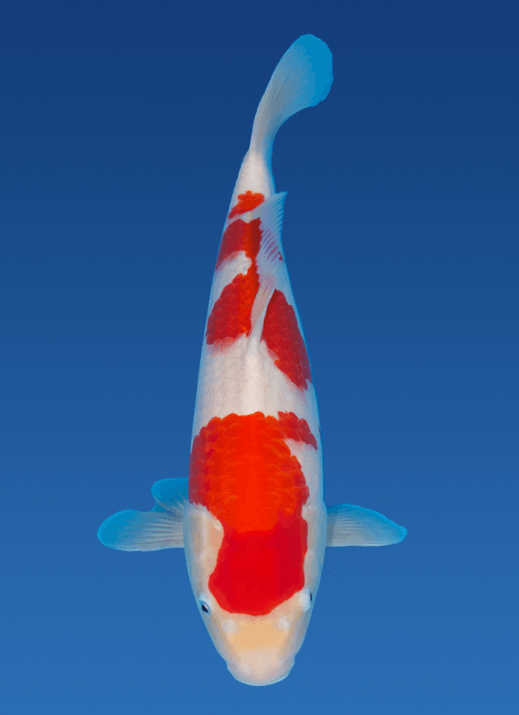 Japanse koi Momotaro Kohaku Rokusai + 45 cm Female