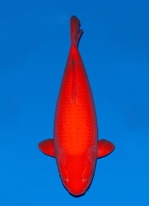Japanse koi Ogata Taiho  Benigoi Yonsai 70cm