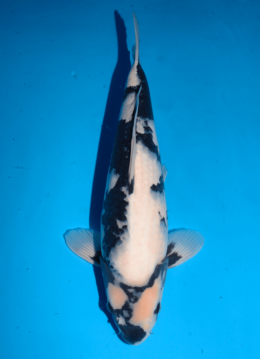 Japanse koi Omosako Shiro-utsuri Black Panda Rokusai + 48 cm Female
