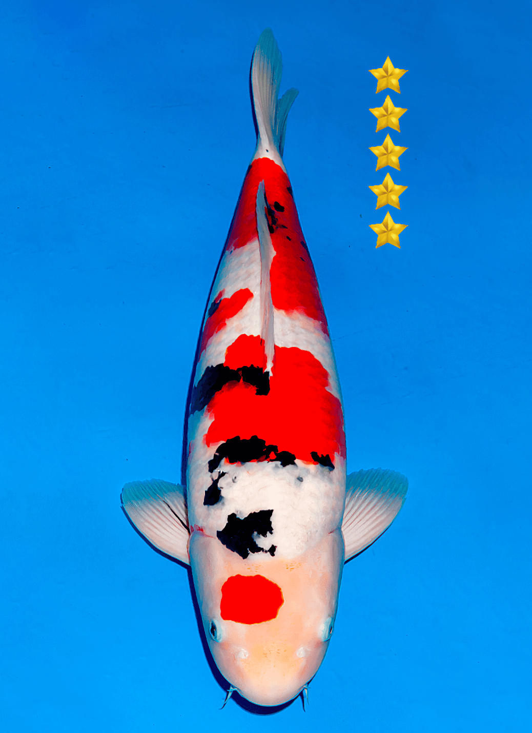 Japanse koi Ogata Sakai  Sanke Nisai 61cm