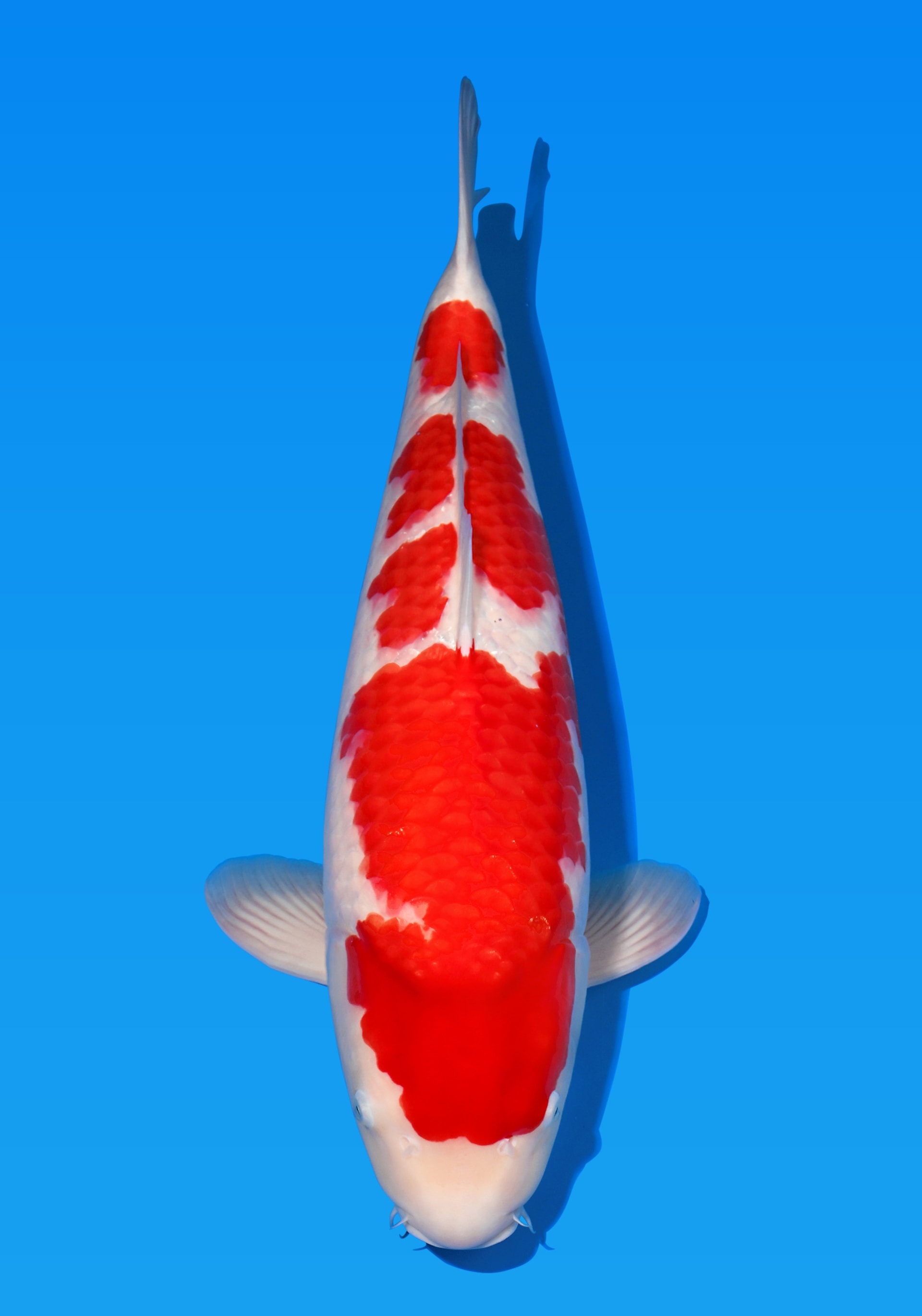 Japanse koi te koop Sakai Fish Farm Kohaku Sweet Ruby Tosai 64 cm Female