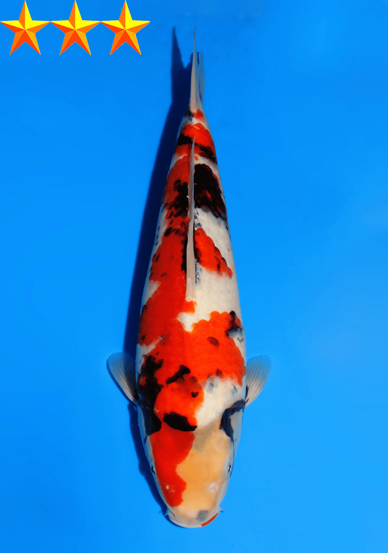 Japanse koi Dainichi MonaLisa  Showa Nisai 35cm